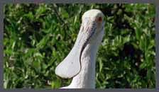 Spoonbill Clip